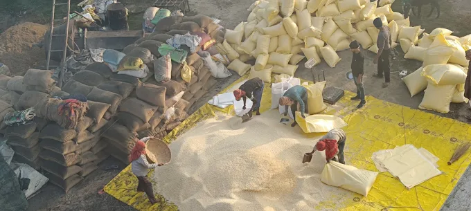 Our Team Processing Fresh Paddy at the Plant